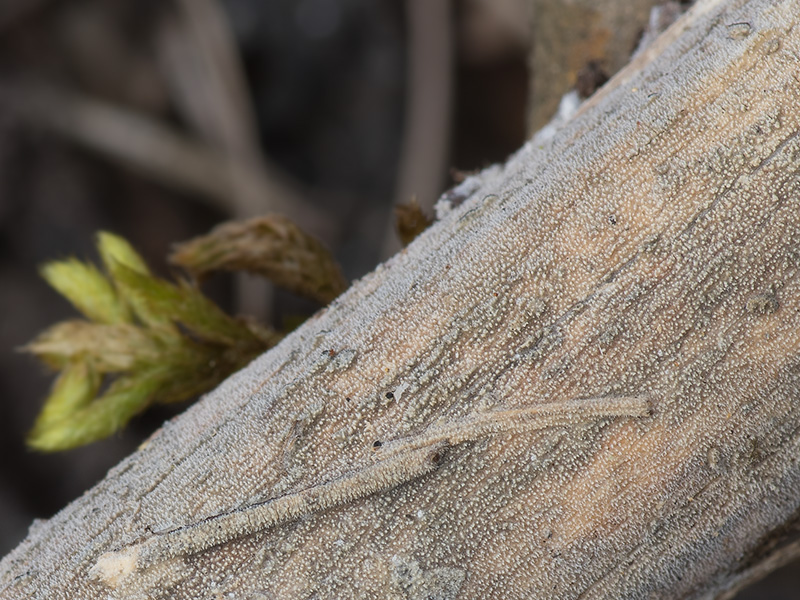 Hyphodermella rosae